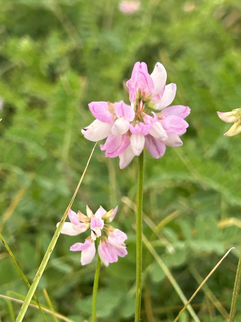 Crown Vetch