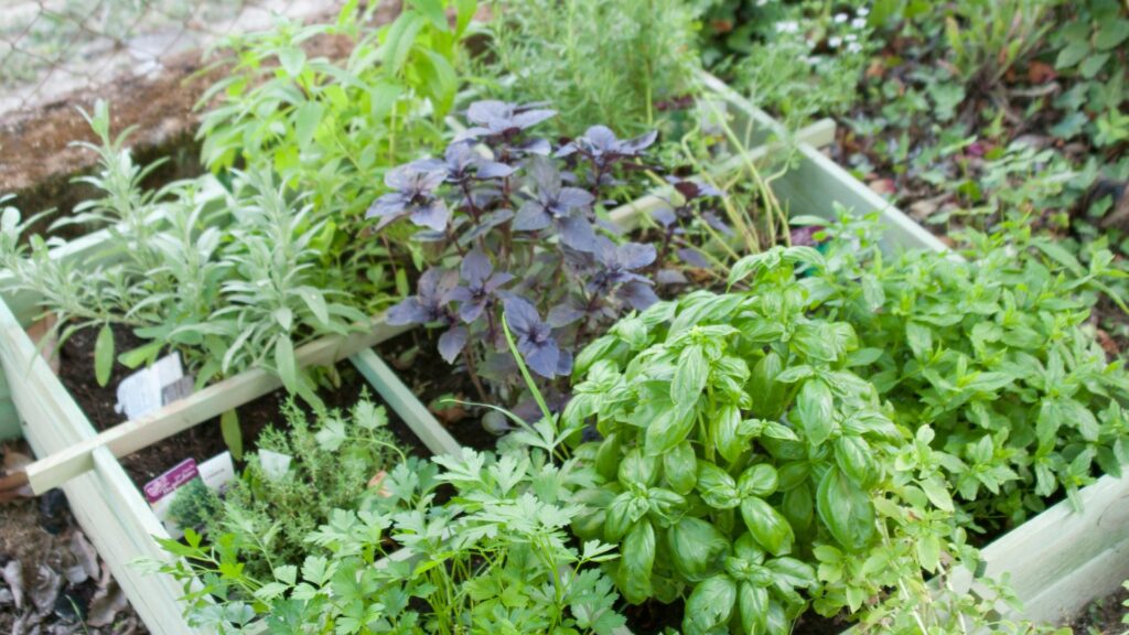Herbs