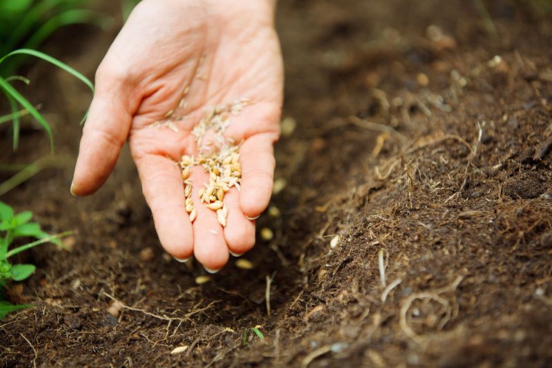 Using Poor-Quality Seeds