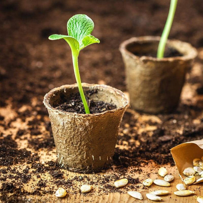 Starting seeds in too small of a container