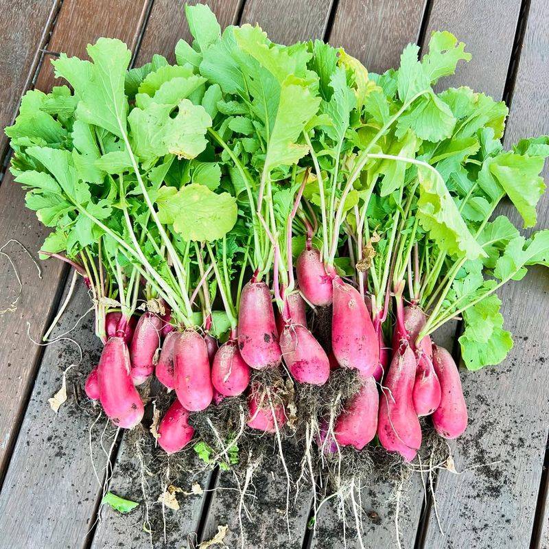 Radishes