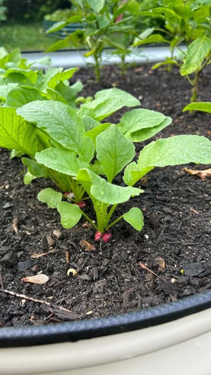 Radishes