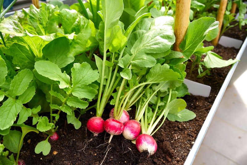 Radish & Hyssop