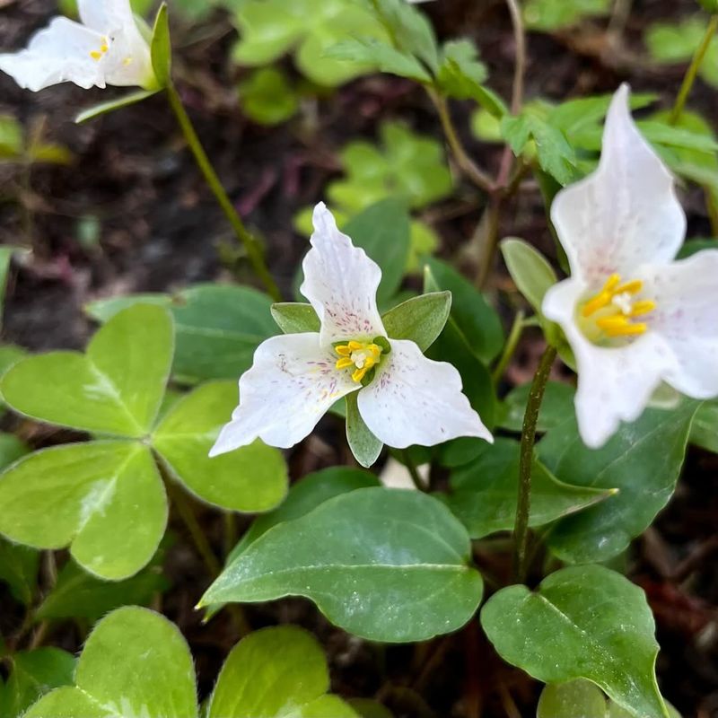 Trillium