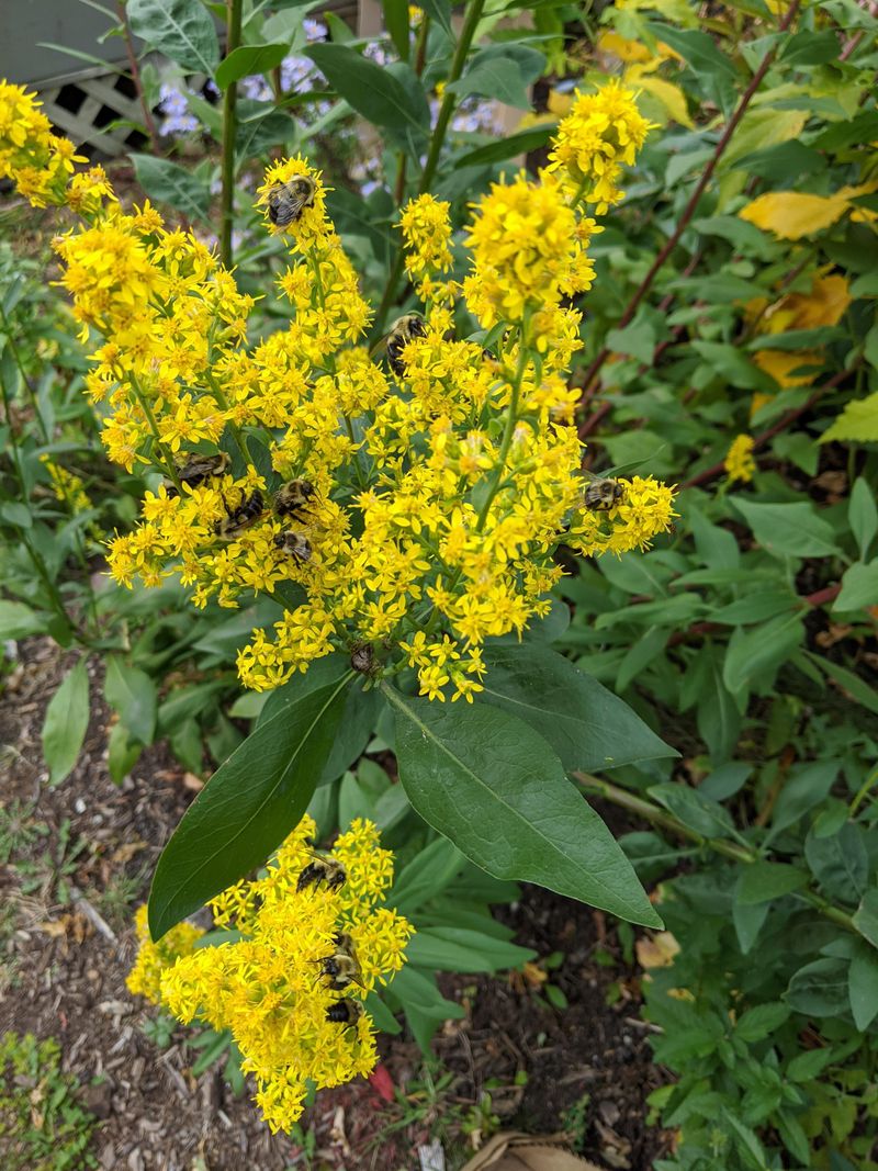 Goldenrod (Solidago)