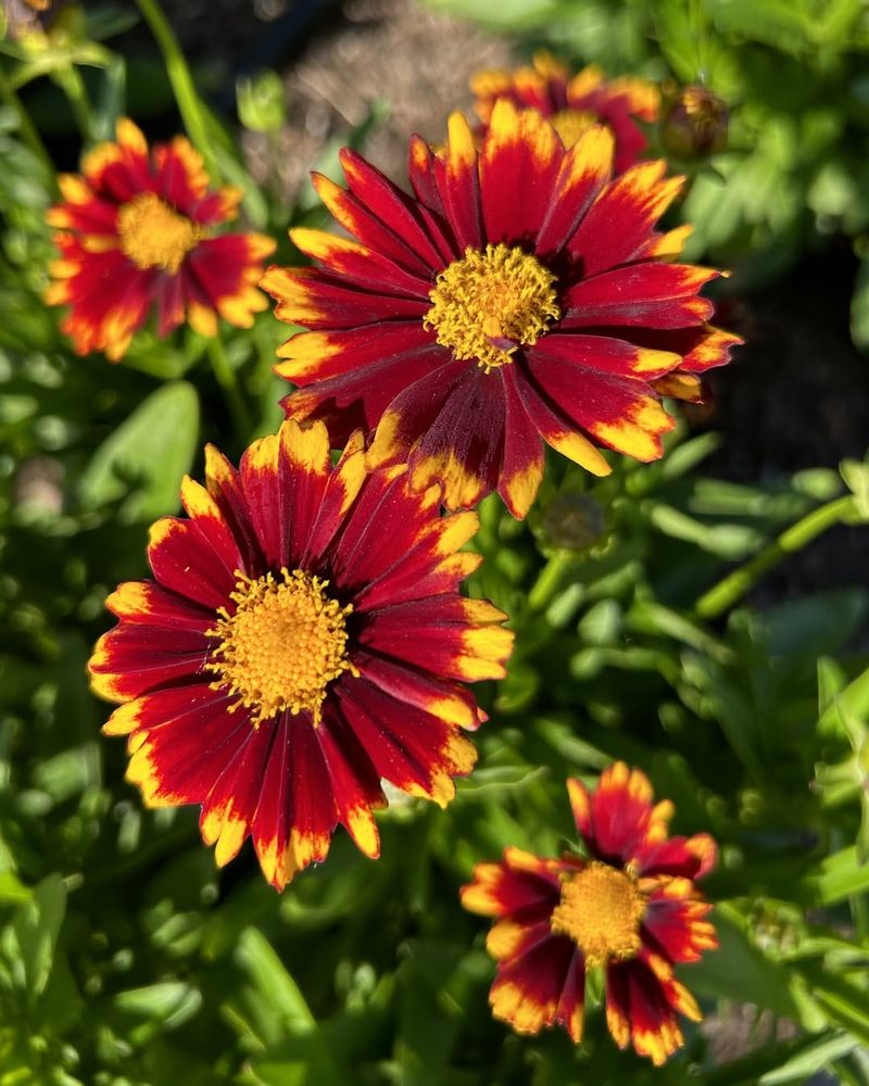 Coreopsis