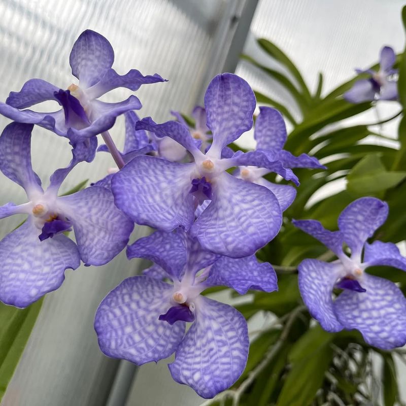 Watering Blue Orchids Properly