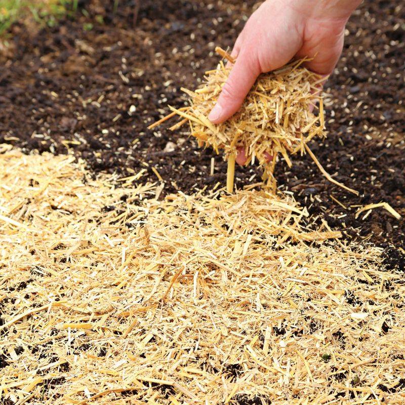 Apply a Thin Layer of Mulch or Straw