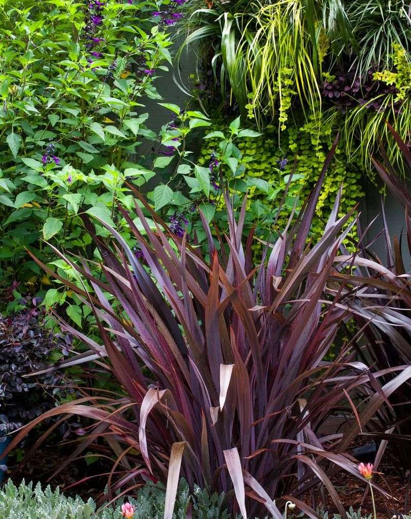 Phormium