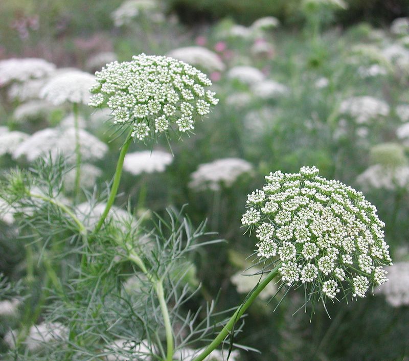 Queen Anne’s Lace