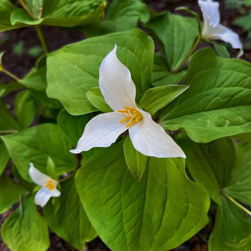 Trillium