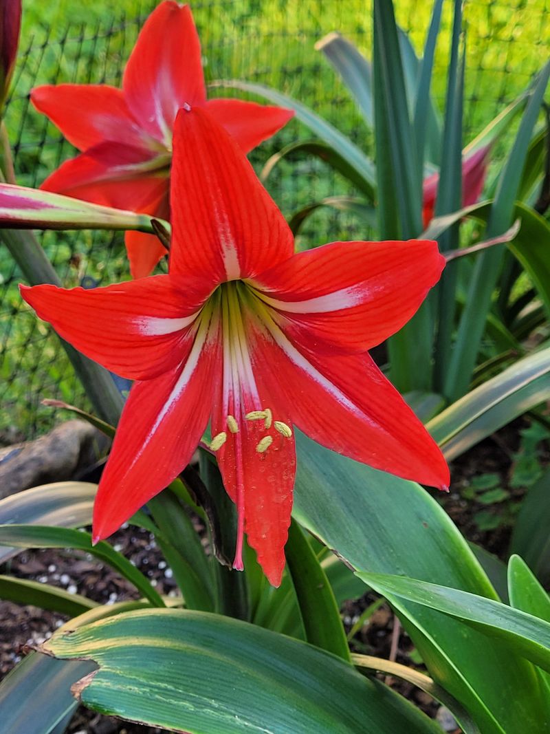 Amaryllis