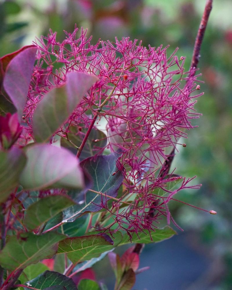 Smoke Tree