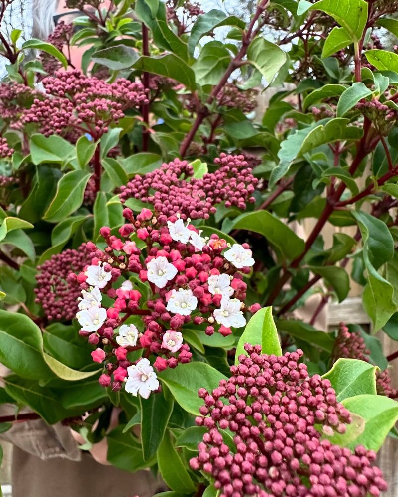 Viburnum (Viburnum Spp.)