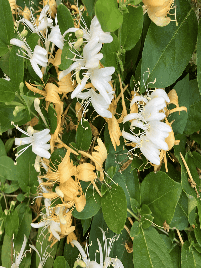 Honeysuckle (Lonicera spp.)