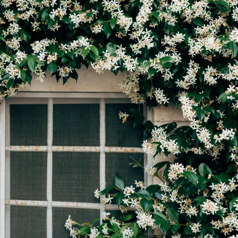 Star Jasmine