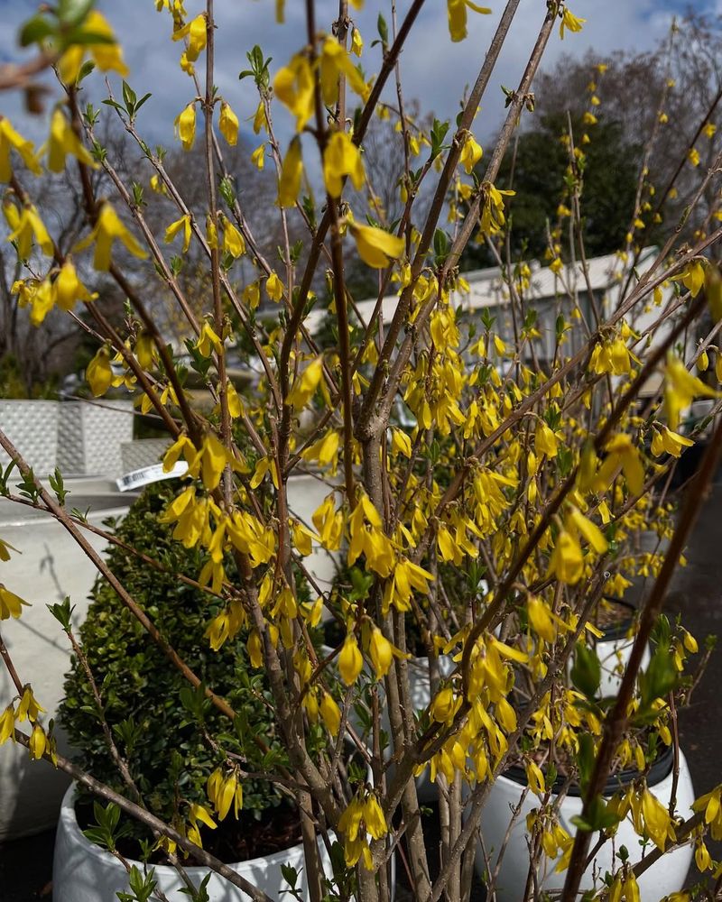 Forsythia