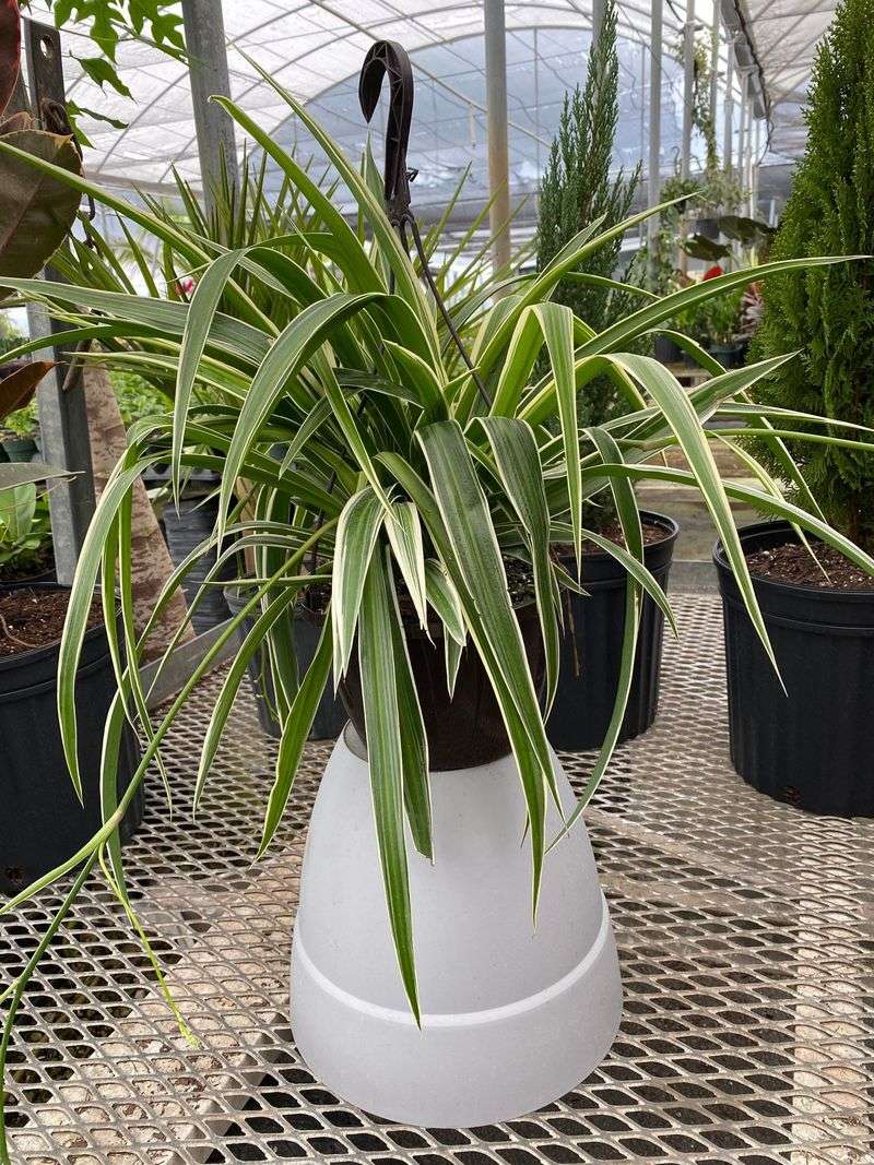 Spider Plant