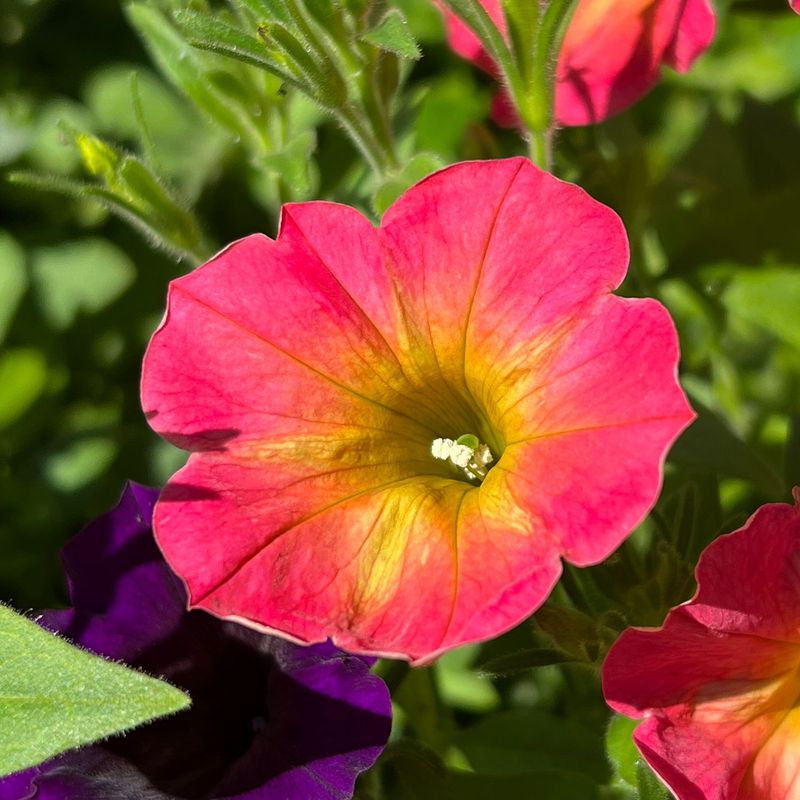 Petunias