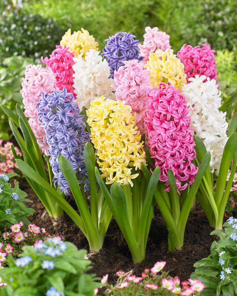 Hyacinths