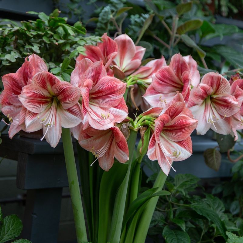 Amaryllis