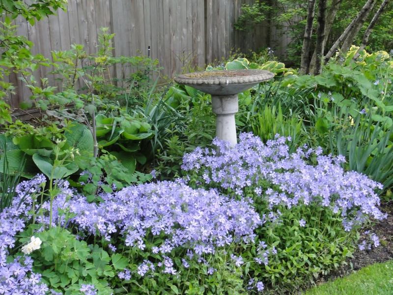 Woodland Phlox