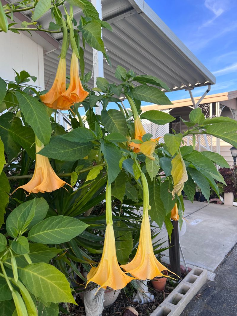 Angel’s Trumpet (Brugmansia spp.)