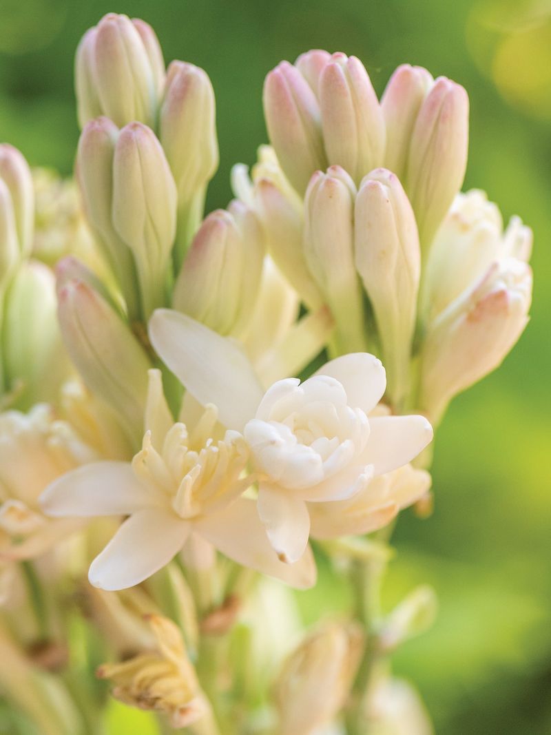 Tuberose