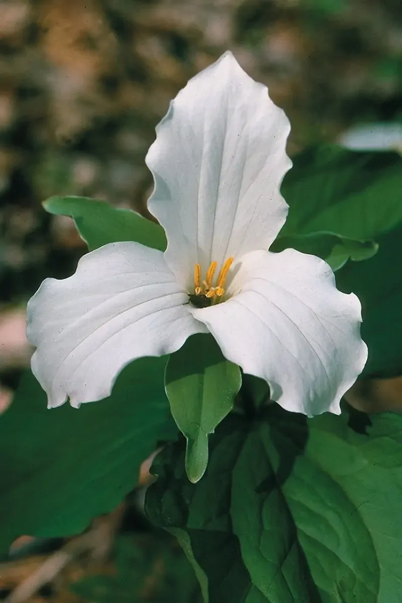 Trillium