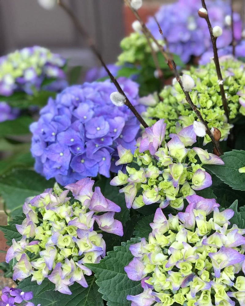 Hydrangea