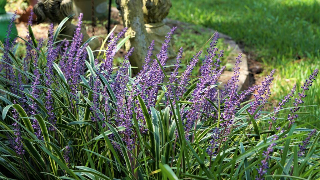 lilyturf