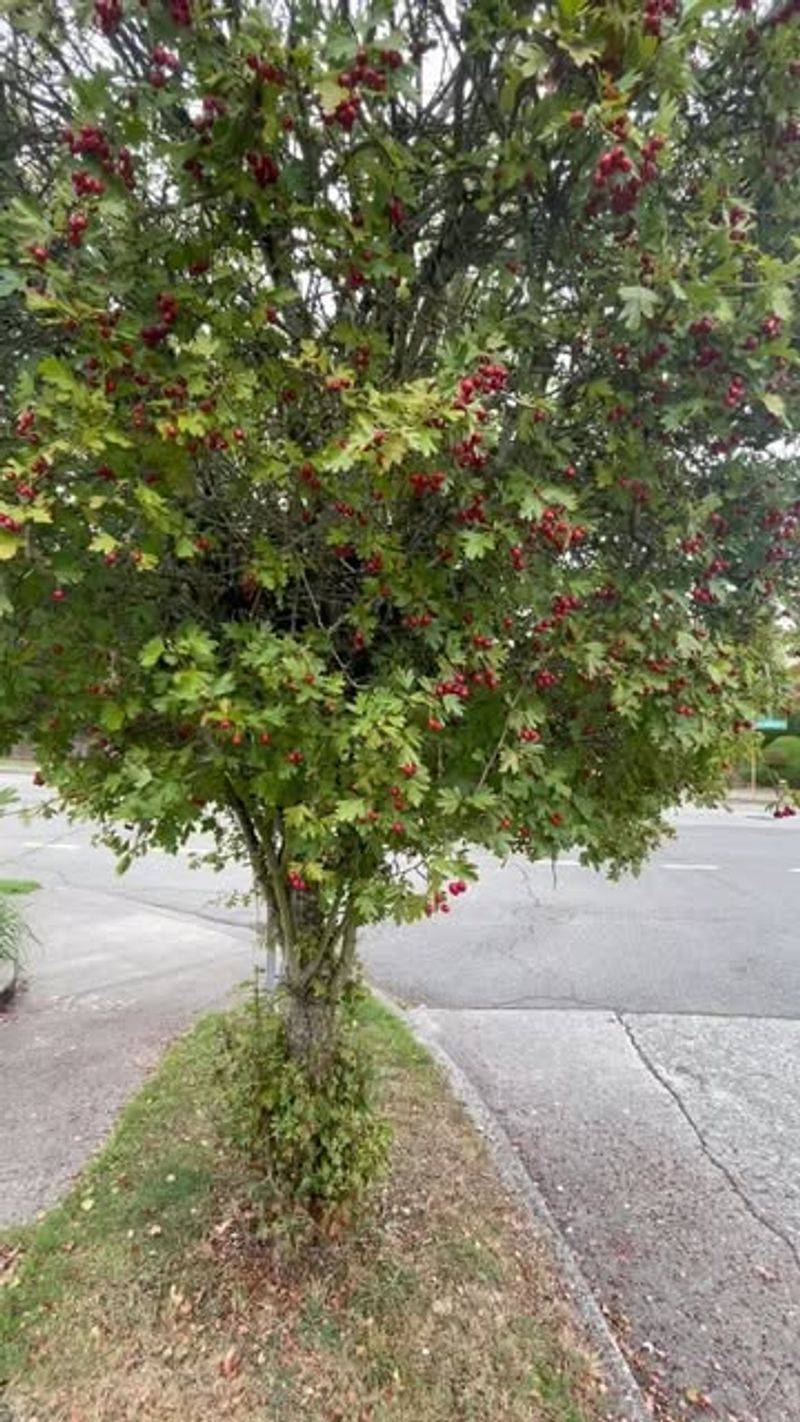 Hawthorn Tree