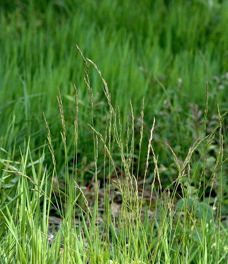 Fescue Grass