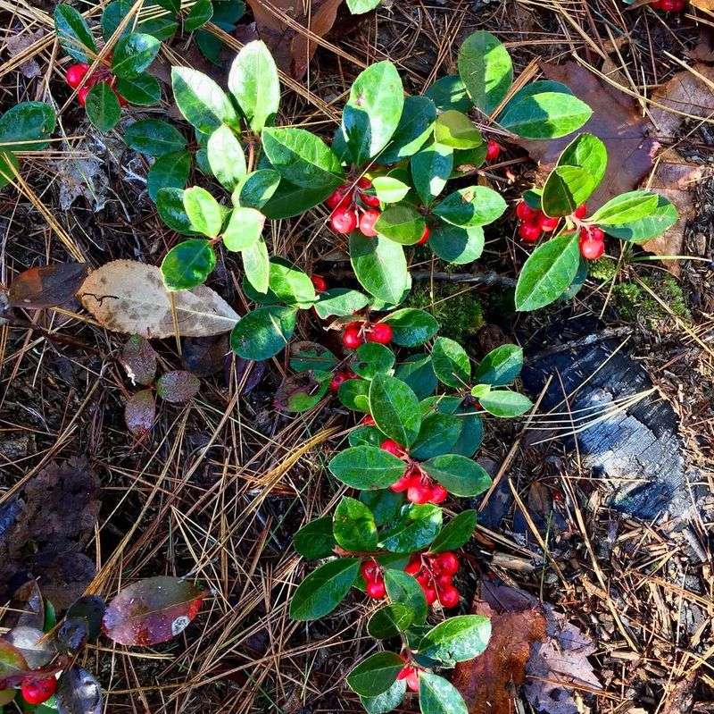 Wintergreen (Gaultheria procumbens)