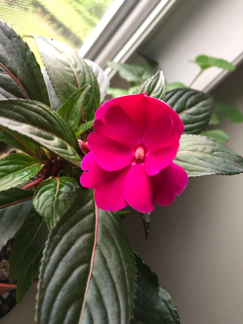 Impatiens