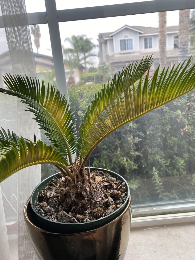 Sago Palm – Prefers a Nutrient-Poor Environment