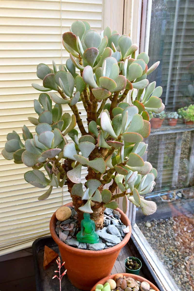 Crassula