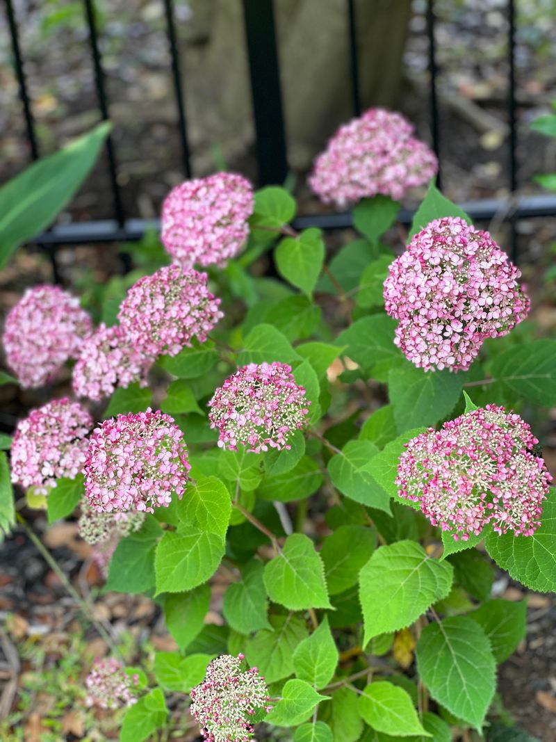 Invincibelle Spirit Hydrangea