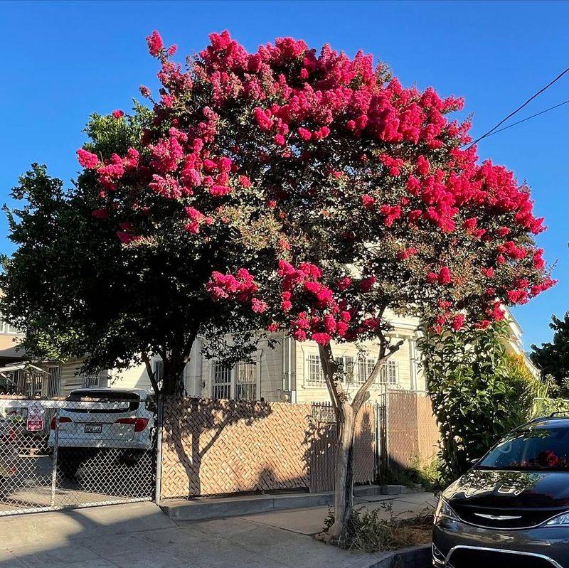 Crape Myrtle (Lagerstroemia indica)