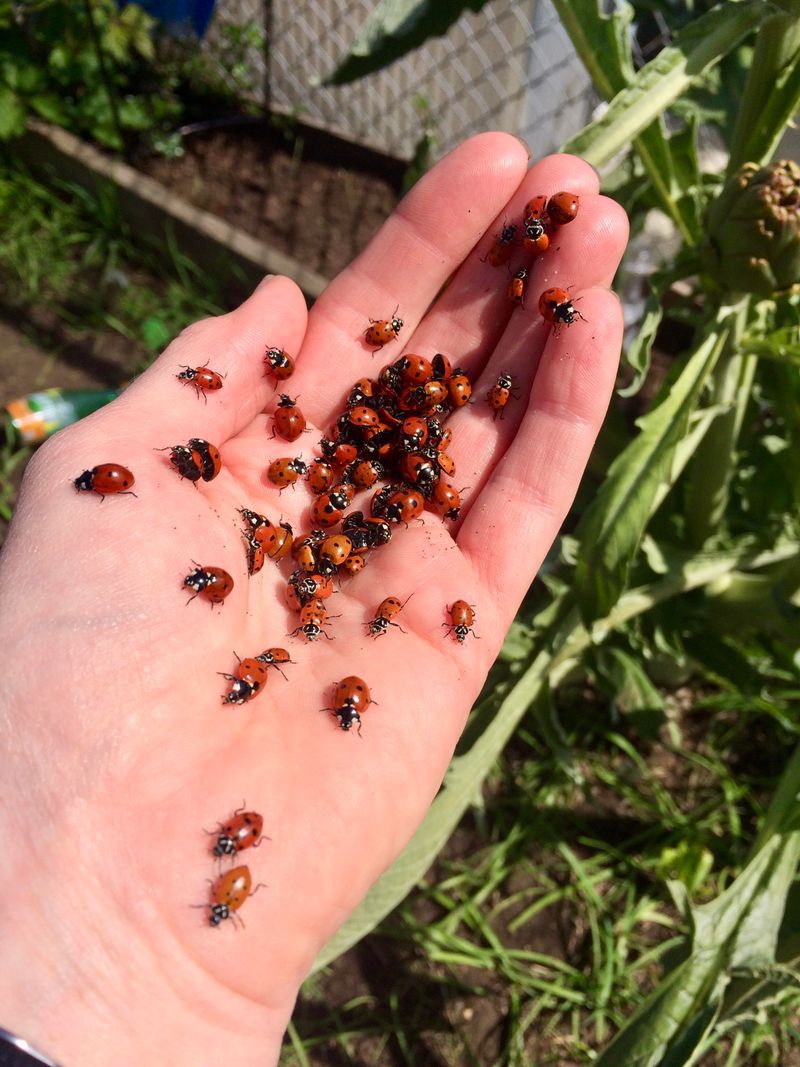 Ladybug Landing