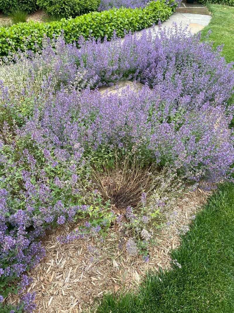 Catmint