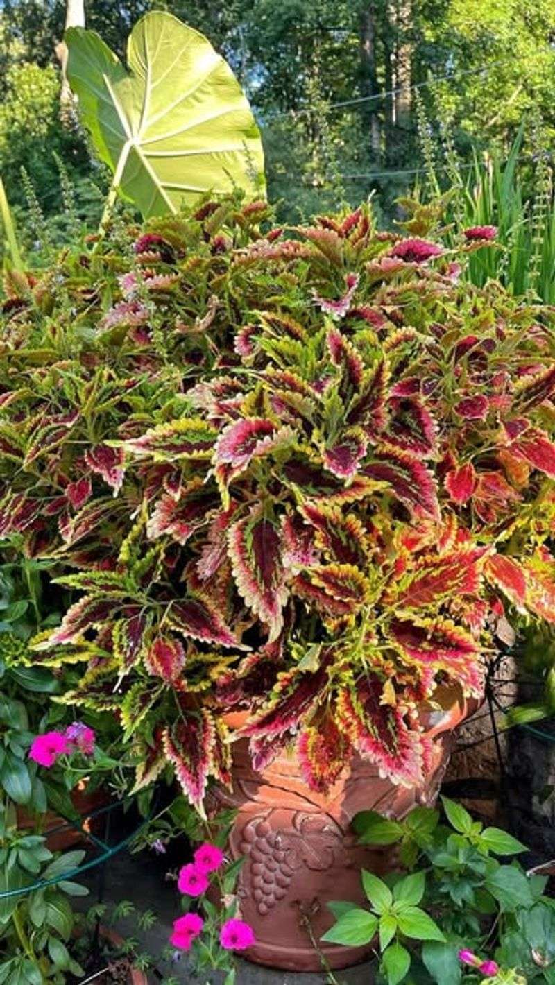 Coleus