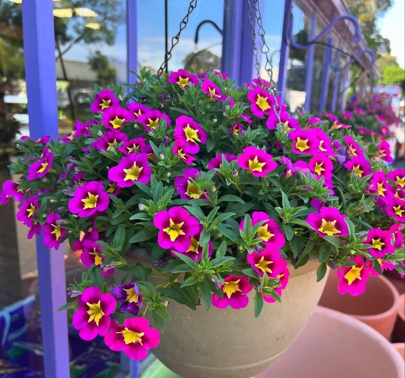 Calibrachoa