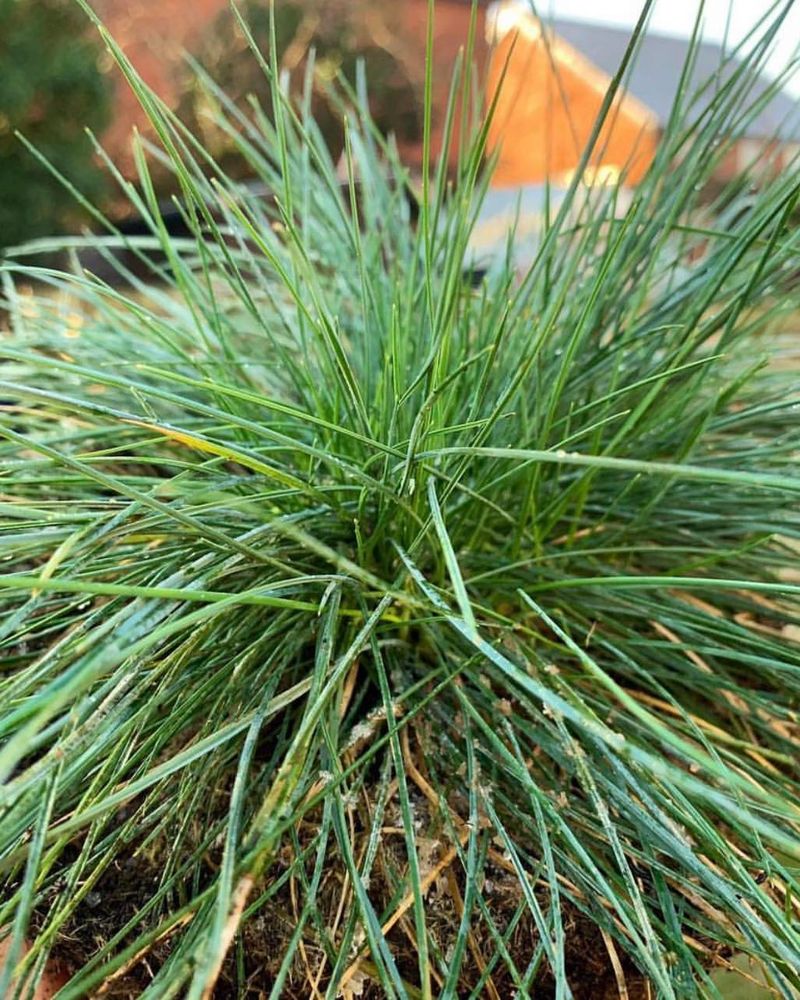 Festuca Glauca