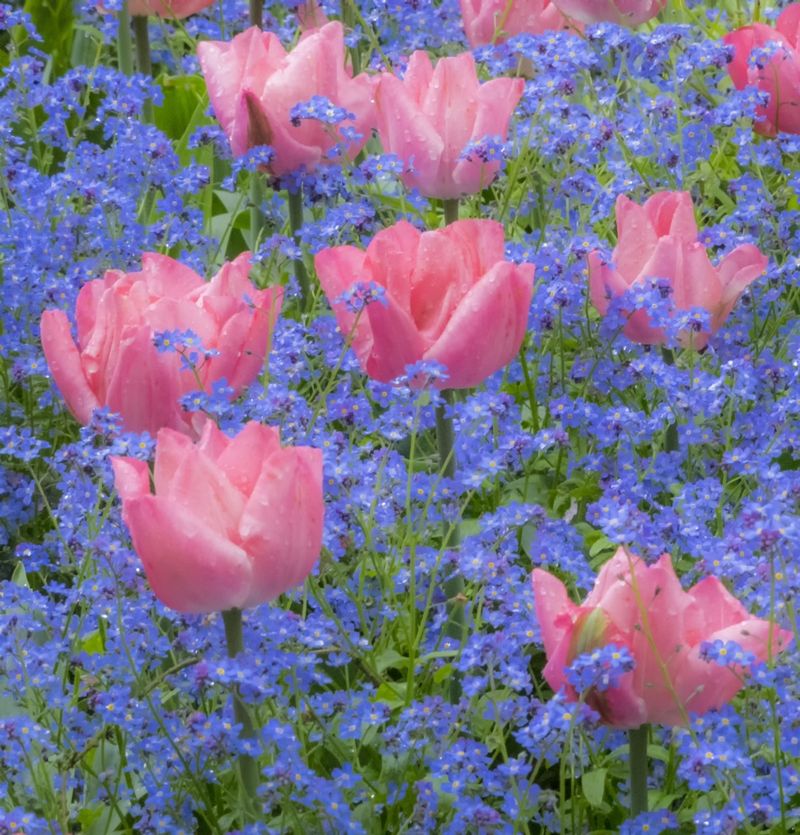 Tulips and Forget-Me-Nots