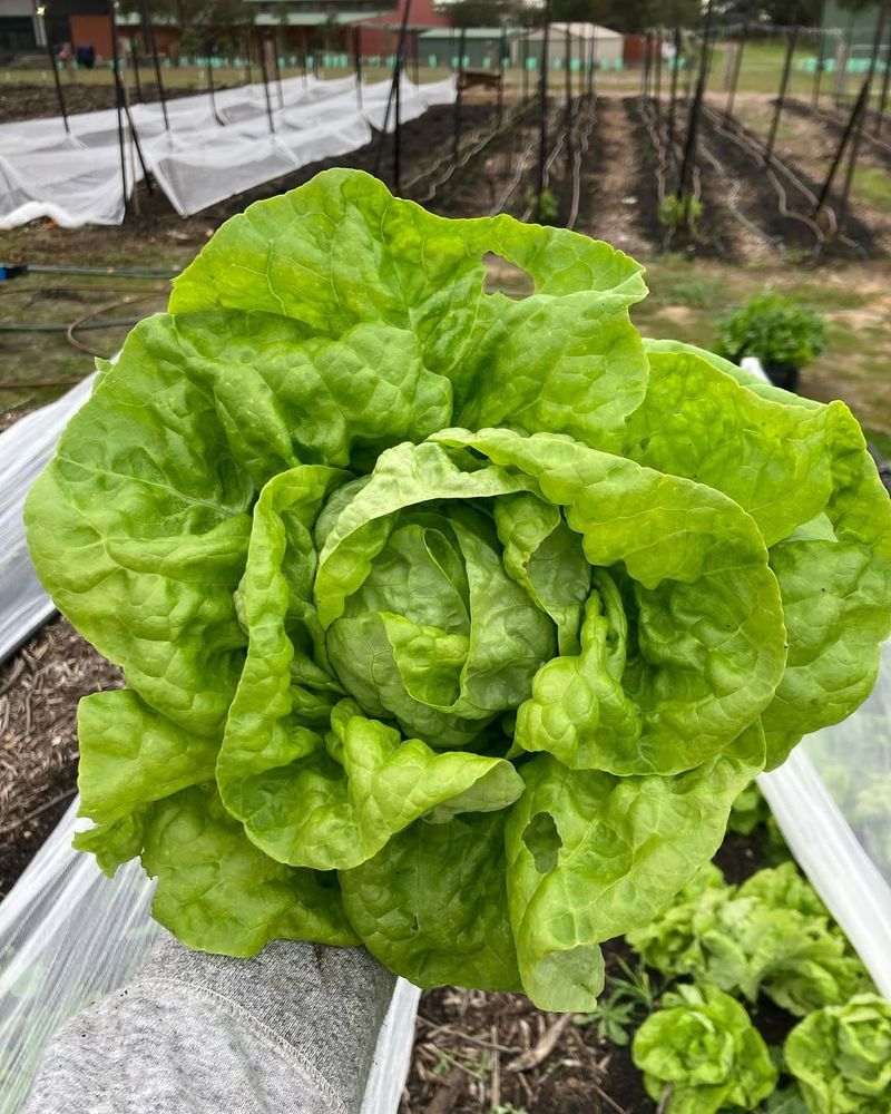 Tennis Ball Lettuce