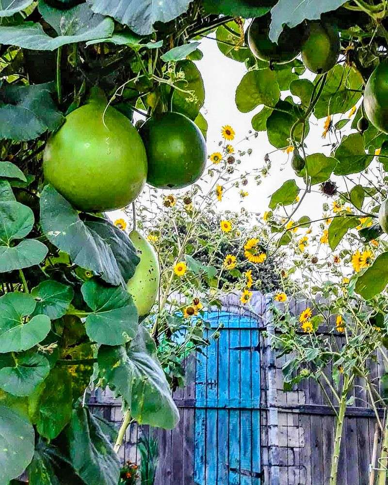 Birdhouse Gourds