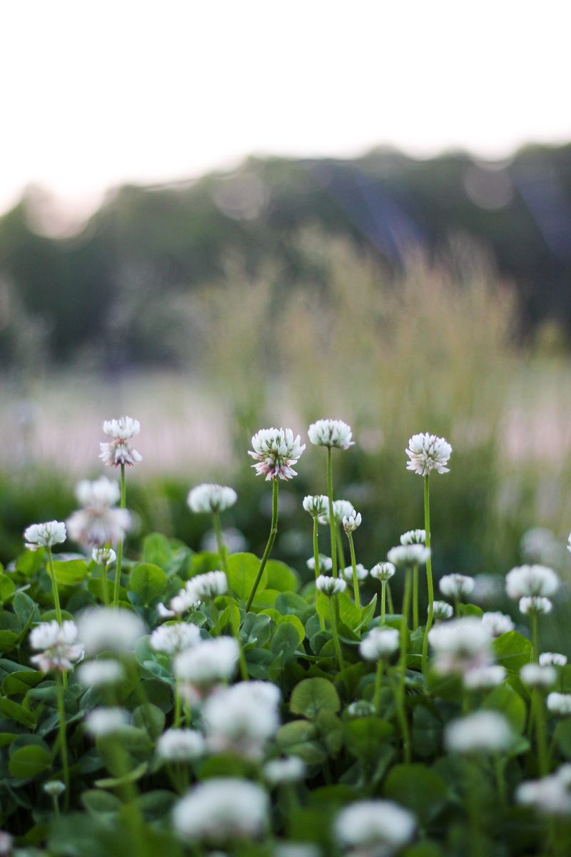 Naturally Drought-Resistant