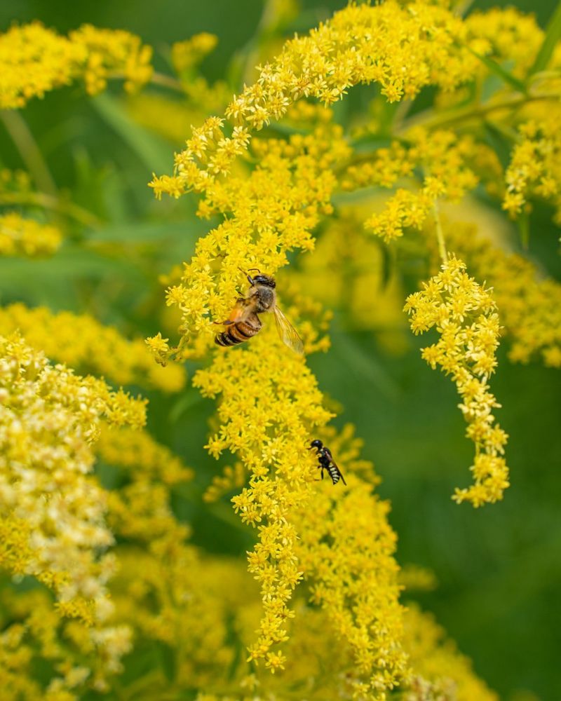 Attracts Pollinators