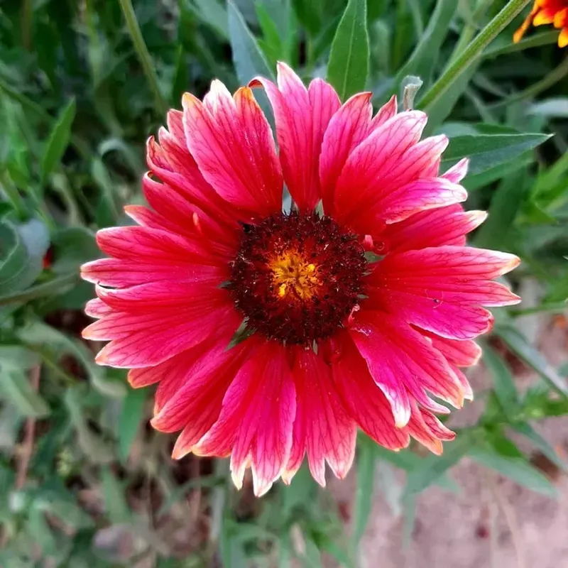 Drought Tolerant